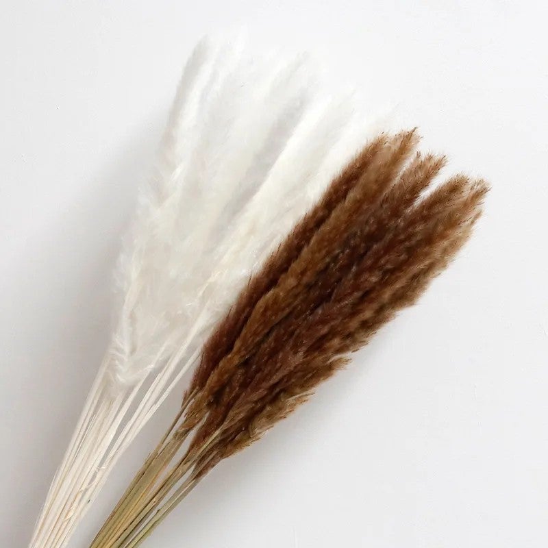 Bluejw 60cm Natural Dried Pampas Grass - Retail Decoration & Artificial Flower Alternative - Premium Dried Plants for Home Decor - Image 5