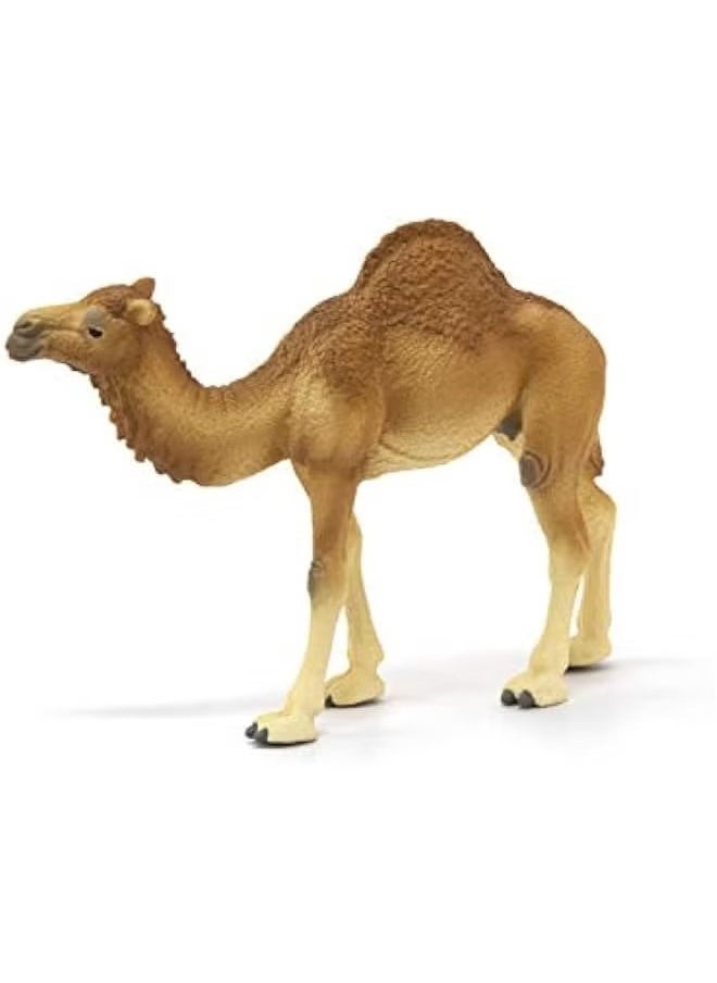 Realfrog Realistic Dromedary Camel Figurine - Authentic & Highly Detailed Wild Animal Toy for Education & Fun Play - Perfect for Boys & Girls Ages 3+ - Multicolor - 14cm  - Image 3