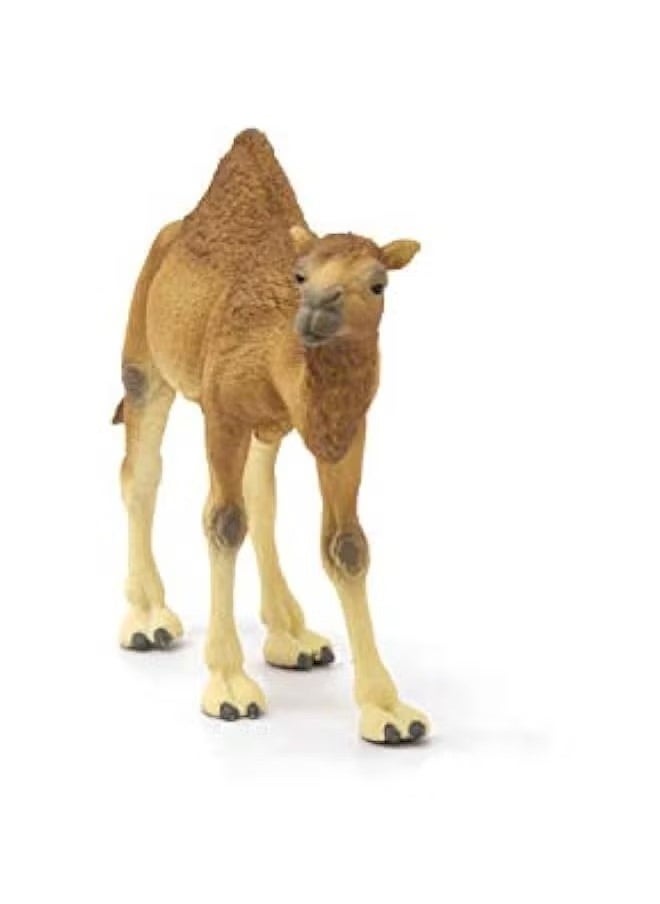 Realfrog Realistic Dromedary Camel Figurine - Authentic & Highly Detailed Wild Animal Toy for Education & Fun Play - Perfect for Boys & Girls Ages 3+ - Multicolor - 14cm  - Image 4