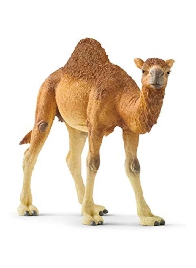 Realfrog Realistic Dromedary Camel Figurine - Authentic & Highly Detailed Wild Animal Toy for Education & Fun Play - Perfect for Boys & Girls Ages 3+ - Multicolor - 14cm  - Image 2