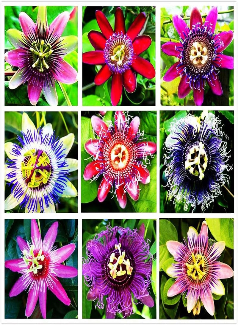 GGOOT Passion Flower Seeds Mixed Color 50+ Passion Fruit Seeds - Vine Perennial Flower Seeds - Image 1