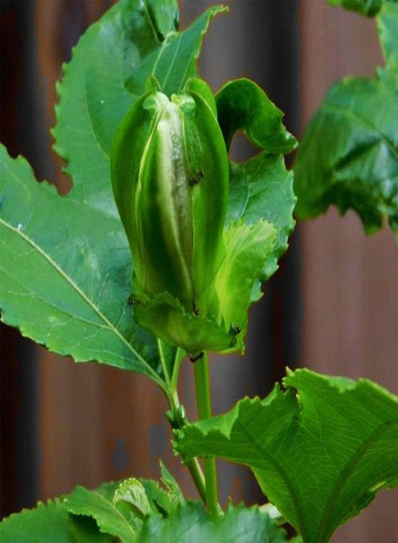 GGOOT Passion Flower Seeds Mixed Color 50+ Passion Fruit Seeds - Vine Perennial Flower Seeds - Image 2