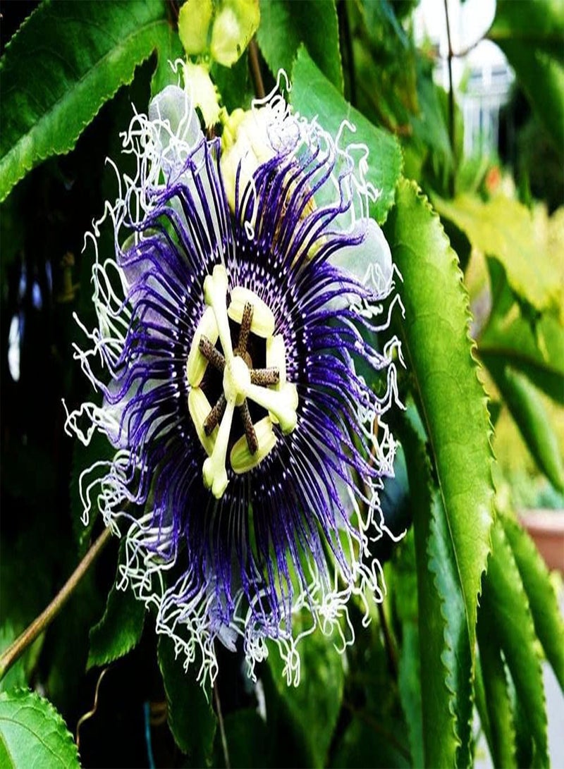GGOOT Passion Flower Seeds Mixed Color 50+ Passion Fruit Seeds - Vine Perennial Flower Seeds - Image 4