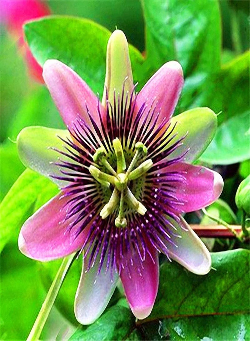 GGOOT Passion Flower Seeds Mixed Color 50+ Passion Fruit Seeds - Vine Perennial Flower Seeds - Image 5