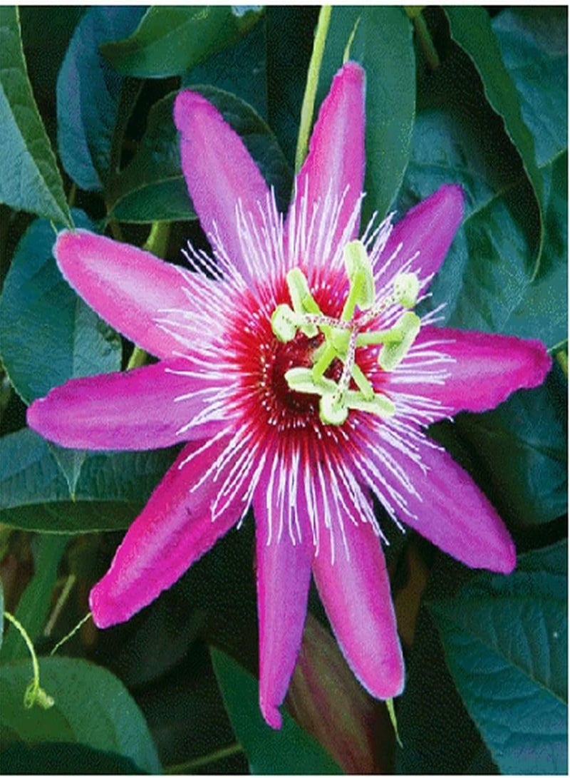 GGOOT Passion Flower Seeds Mixed Color 50+ Passion Fruit Seeds - Vine Perennial Flower Seeds - Image 3
