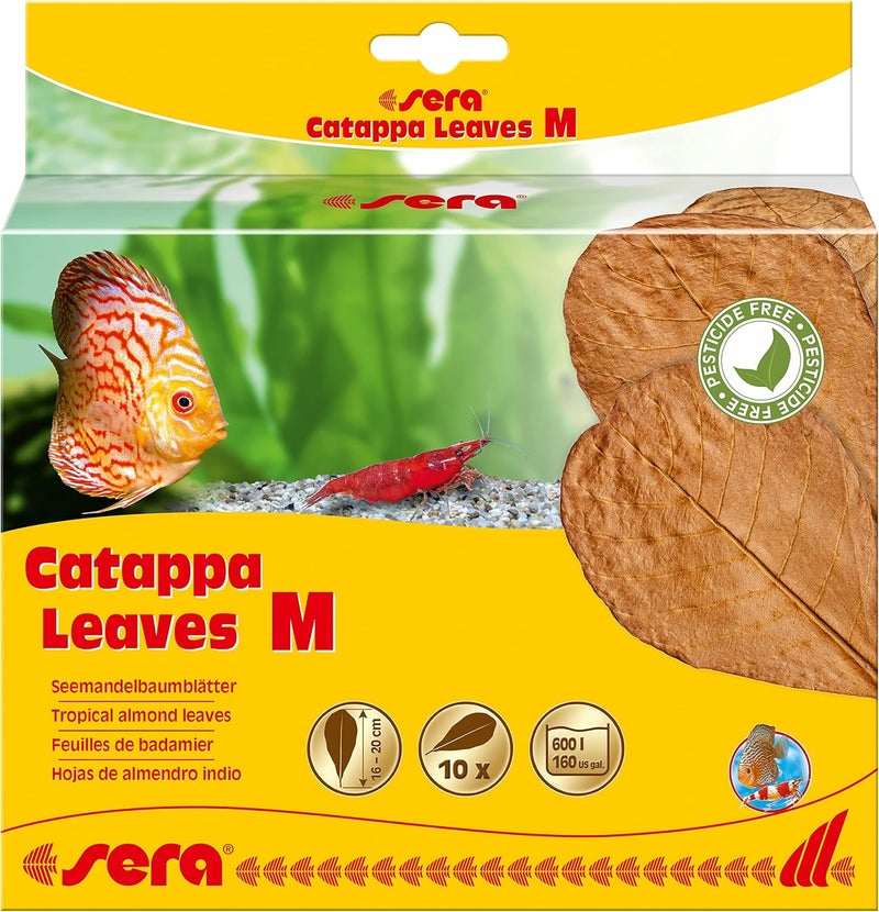 sera Catappa Leaves - Sea Almond Tree Leaves for Natural Water Treatment, M (Pack of 10) - Image 1