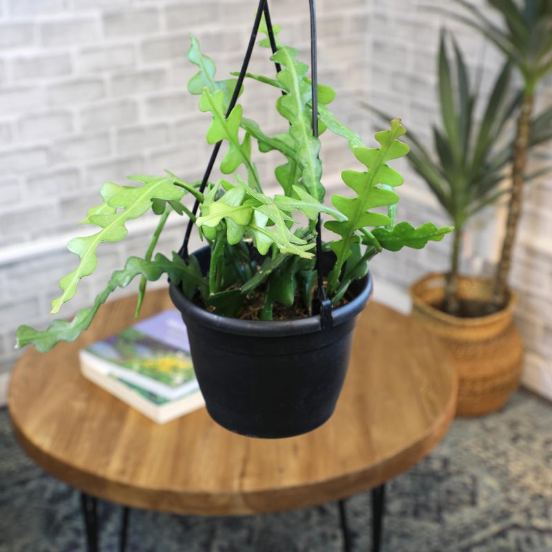 Plants for Pets Zigzag Fishbone Cactus Plants Hanging Basket, Epiphyllum Plant, RIC Rac Cactus Plants Live Succulents Plants Live Houseplants, House Plants Indoors Live Indoor House Plants by Plants for Pets - Image 2