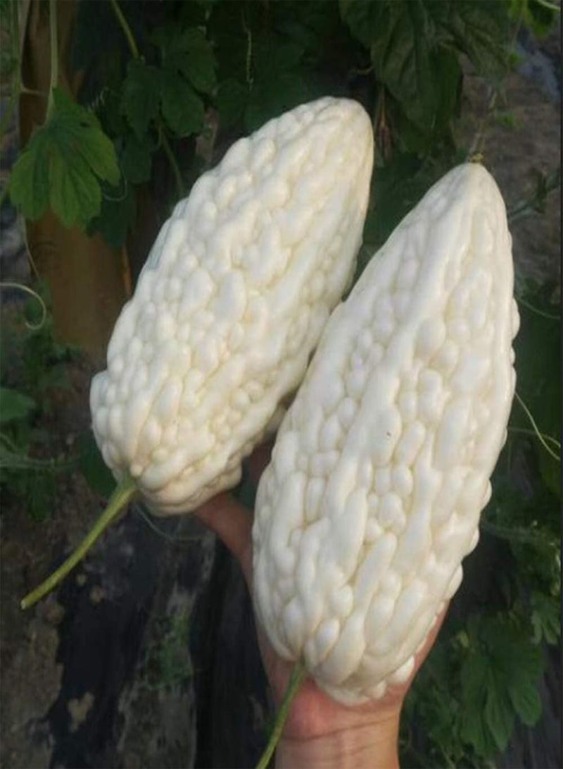 جي جوت 100 قطعة من بذور القرع المر الصحية للزراعة في الدفيئة على مدار العام وسهلة الحصاد ومناسبة للمبتدئين والبستانيين للزراعة - Image 3