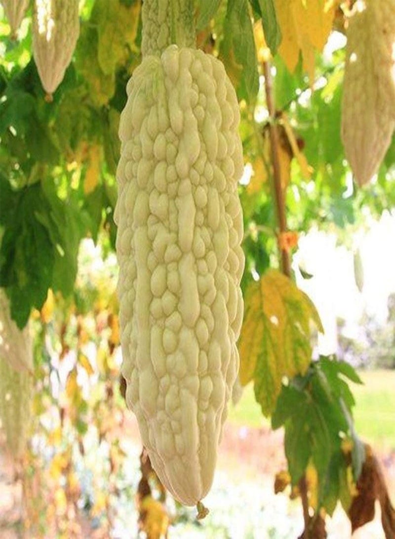 جي جوت 100 قطعة من بذور القرع المر الصحية للزراعة في الدفيئة على مدار العام وسهلة الحصاد ومناسبة للمبتدئين والبستانيين للزراعة - Image 1