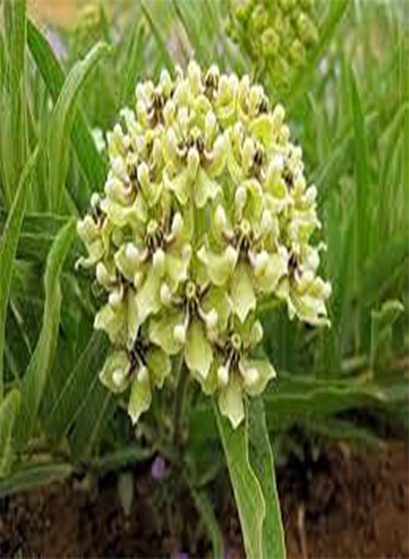 GGOOT 50pcs Calceolaria Slipper Flower Seeds