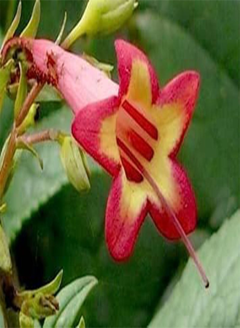 GGOOT 10 graines de Fuchsia DU Cap Corail (Phygeli us capensis) H343 Cape Figwort seeds:seeds