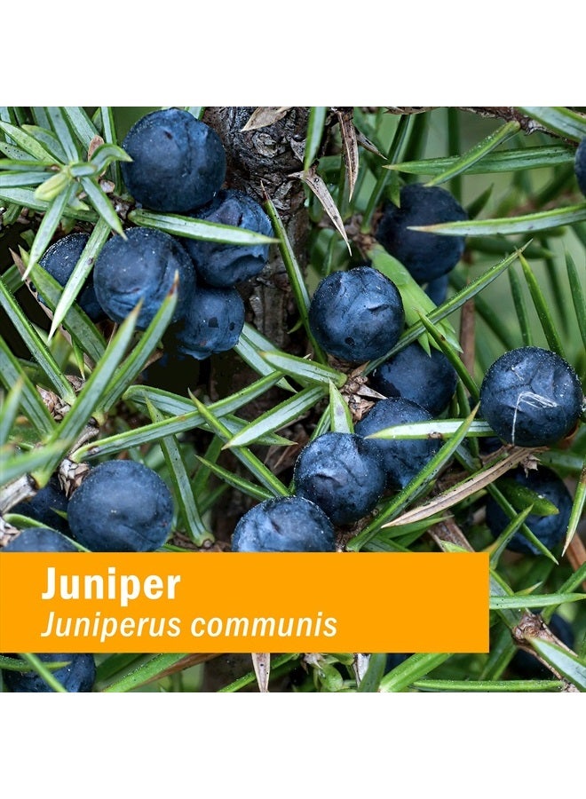 HERB PHARM Certified Organic Liquid Extract for Urinary System Support Juniper 1 Fl Oz - Image 2