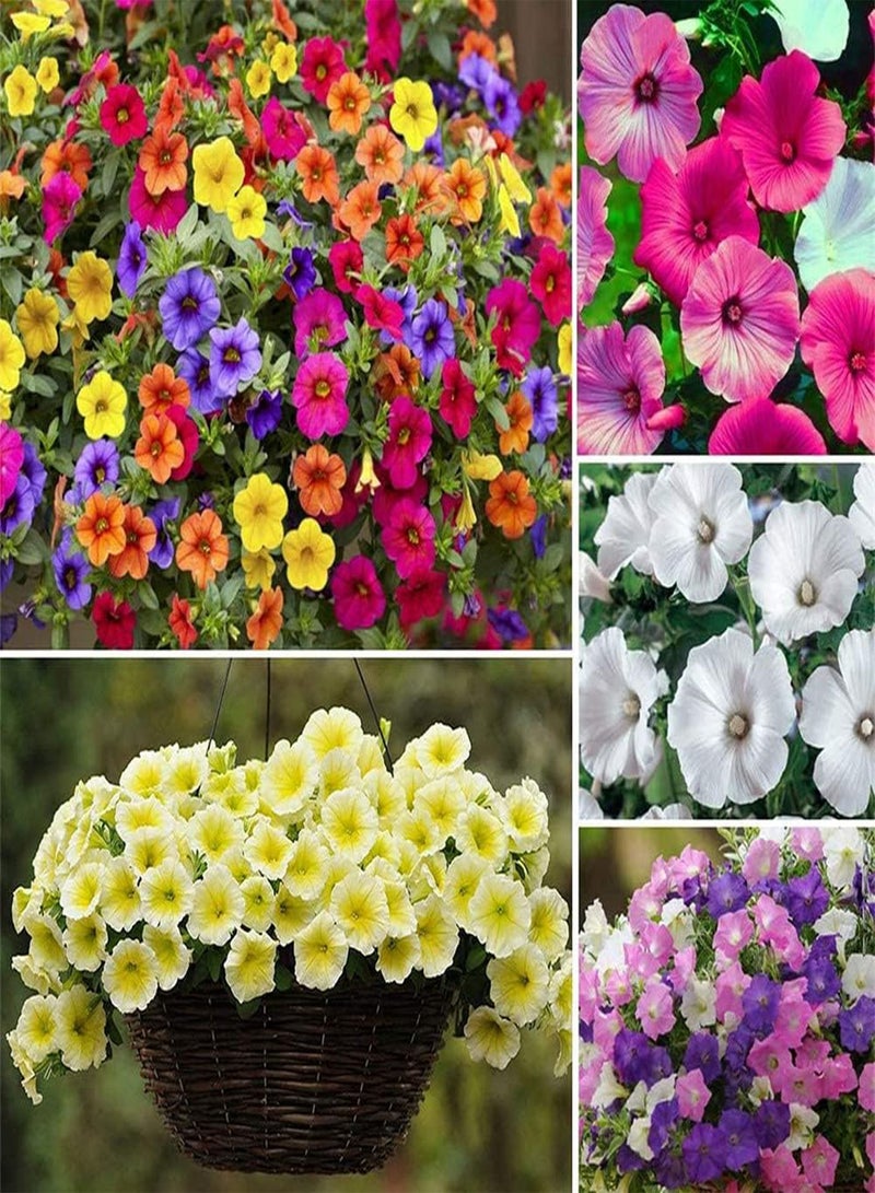 GGOOT 100Pcs Mixed Petunia Seeds Colorful Flowers Add Color to Your Garden Decorate Flower Beds and Window Boxes Has Ornamental Value - Image 1