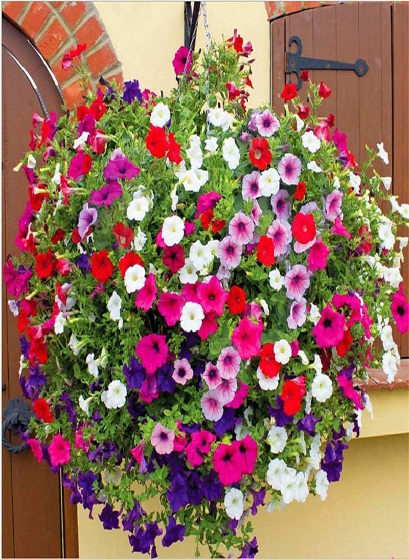 GGOOT 100Pcs Mixed Petunia Seeds Colorful Flowers Add Color to Your Garden Decorate Flower Beds and Window Boxes Has Ornamental Value - Image 3