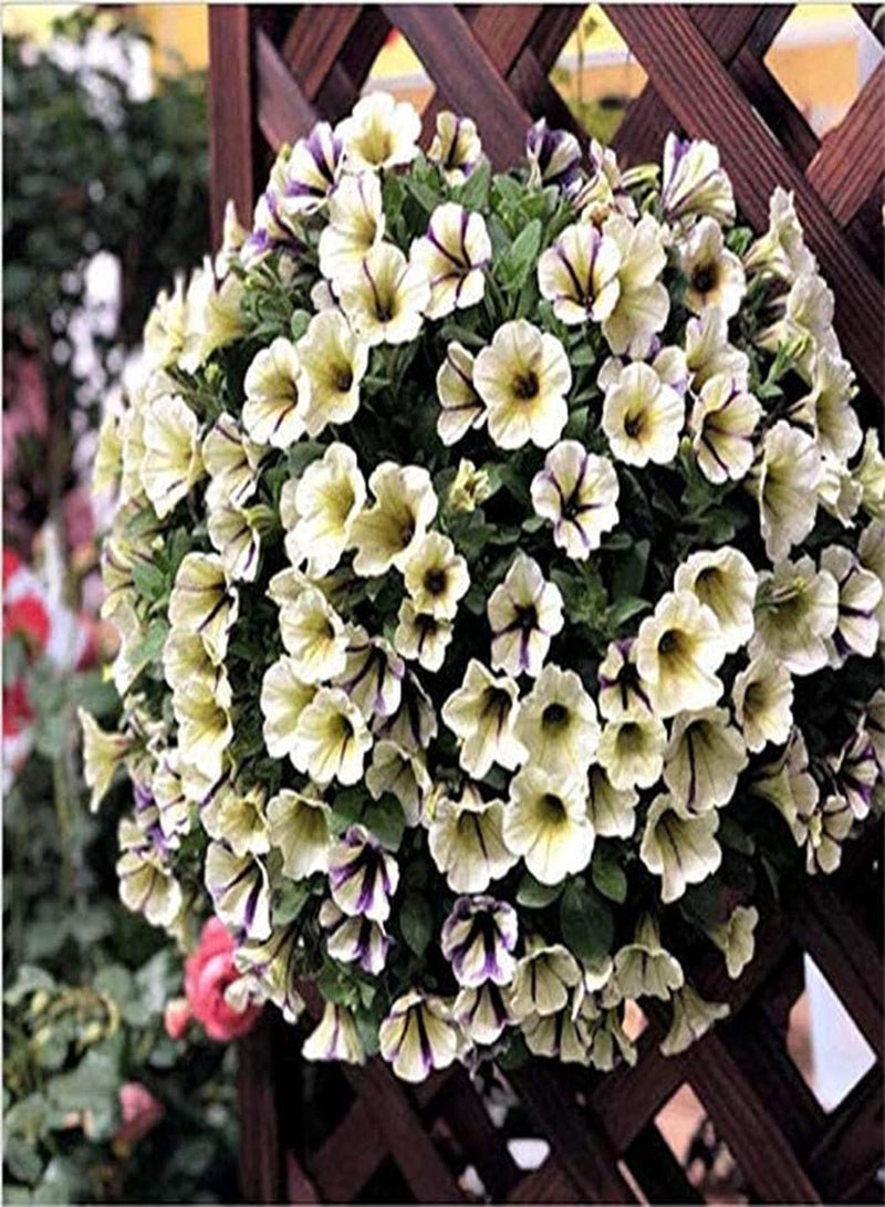 GGOOT 100Pcs Mixed Petunia Seeds Colorful Flowers Add Color to Your Garden Decorate Flower Beds and Window Boxes Has Ornamental Value - Image 2