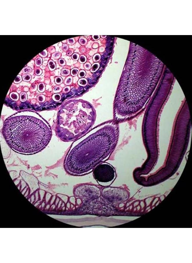 Arabest T380C-8M Digital Professional Compound Trinocular Microscope, 40X-2500X Magnification, WF10x and WF25x Eyepieces, Brightfield, LED Illumination, Abbe Condenser, Double-Layer Mechanical Stage, 85-265 - Image 5