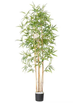 Bamboo