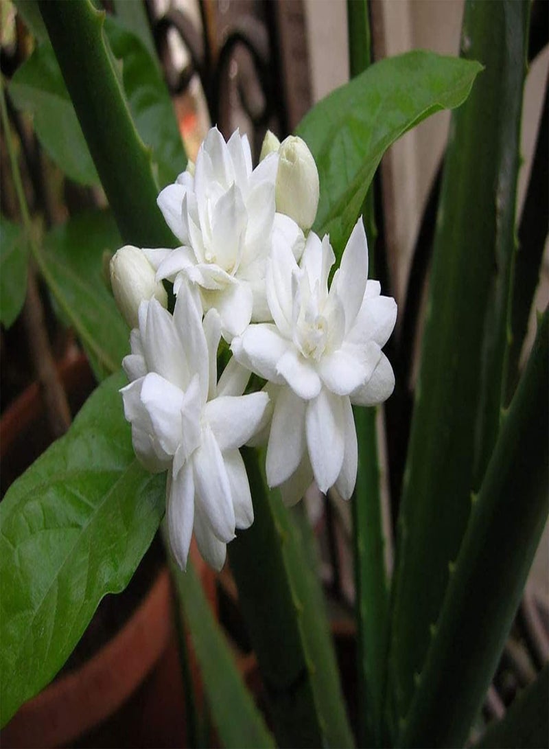 جي جوت 50 قطعة Witte Jasmijn Zaden في الهواء الطلق Tuin Patio Balkon ديكور المنزل Bloemen Eerste Keuze Exotische Aanpasbaar Weinig Onderhoud - Image 2
