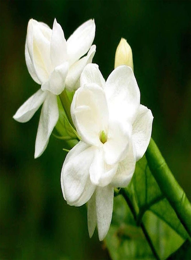 جي جوت 50 قطعة Witte Jasmijn Zaden في الهواء الطلق Tuin Patio Balkon ديكور المنزل Bloemen Eerste Keuze Exotische Aanpasbaar Weinig Onderhoud - Image 1