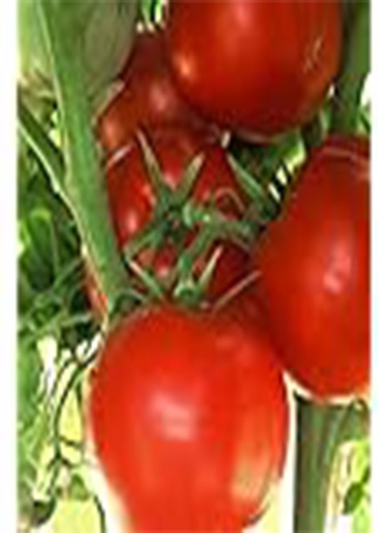 GGOOT - Tomato Ace 55 VF 100 Vegetable Seeds (GMO Free)