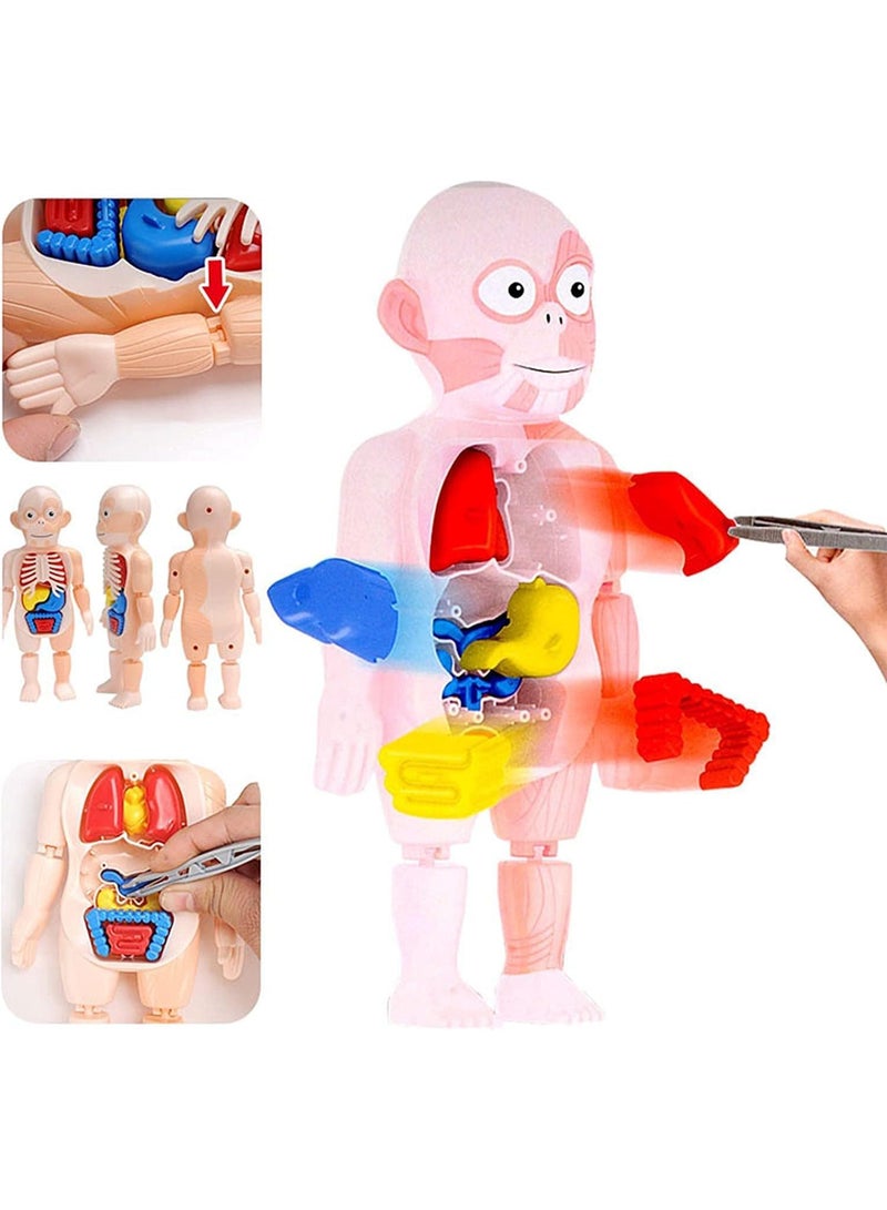 نموذج تشريحي ثلاثي الأبعاد لأعضاء جسم الإنسان من LeeUBestlife، 12 عضوًا بشريًا قابلًا للإزالة، أدوات بصرية للتعلم المنزلي، تجميع ذاتي، أدوات توضيحية لفصول العلوم - Image 2