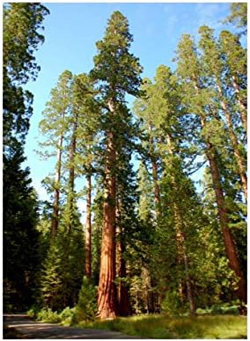 GGOOT seeds Sequoiadendron giganteum (Giant Sequoia)   Large Packet   50 Seeds - Image 1