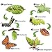 EOIVSH 8PCS Life Cycle Figurines of Monarch Butterfly and Actias Ningpoana Realistic Education Insects Life Cycle Toys Caterpillar to Butterfly Kit Growth Life Stages Figures for Learning and Teaching Aids - Image 4