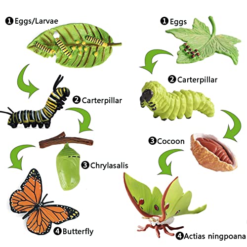 EOIVSH 8PCS Life Cycle Figurines of Monarch Butterfly and Actias Ningpoana Realistic Education Insects Life Cycle Toys Caterpillar to Butterfly Kit Growth Life Stages Figures for Learning and Teaching Aids - Image 5