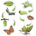 EOIVSH 8PCS Life Cycle Figurines of Monarch Butterfly and Actias Ningpoana Realistic Education Insects Life Cycle Toys Caterpillar to Butterfly Kit Growth Life Stages Figures for Learning and Teaching Aids - Image 2
