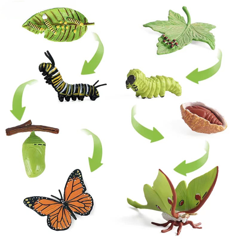EOIVSH 8PCS Life Cycle Figurines of Monarch Butterfly and Actias Ningpoana Realistic Education Insects Life Cycle Toys Caterpillar to Butterfly Kit Growth Life Stages Figures for Learning and Teaching Aids - Image 3