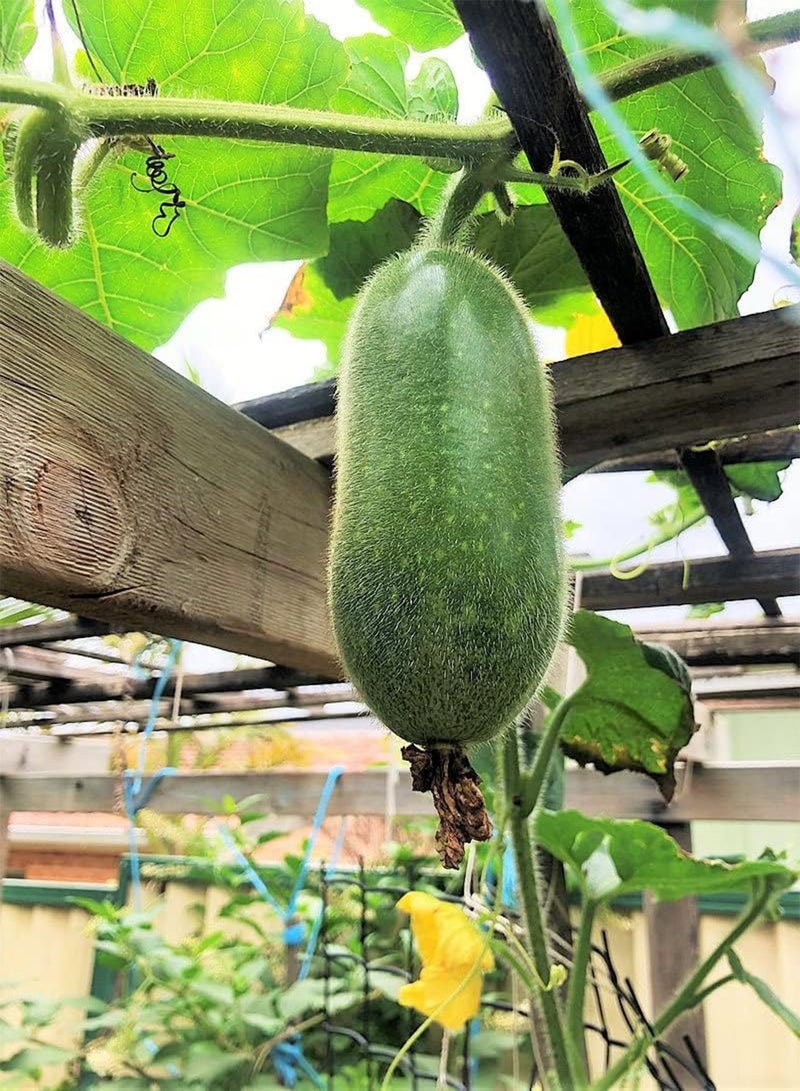 جي جوت بذور البطيخ الغامضة من فوزي ستار - عبوة تحتوي على أكثر من 60 قطعة - لعام 2024، بذور قرع الشعر الشمعي، تشي كوا مو جوا، بذور خضروات الرماد الشتوي - Image 4