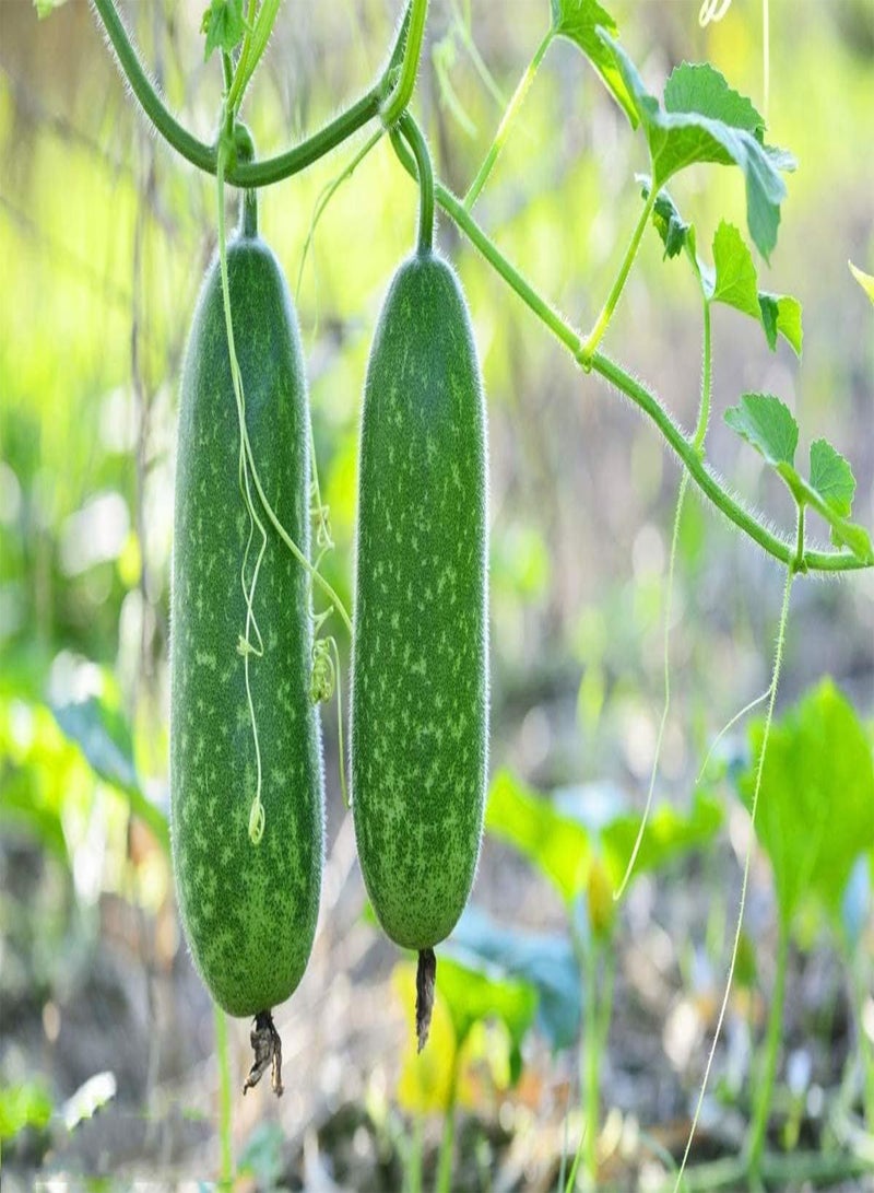 جي جوت بذور البطيخ الغامضة من فوزي ستار - عبوة تحتوي على أكثر من 60 قطعة - لعام 2024، بذور قرع الشعر الشمعي، تشي كوا مو جوا، بذور خضروات الرماد الشتوي - Image 2