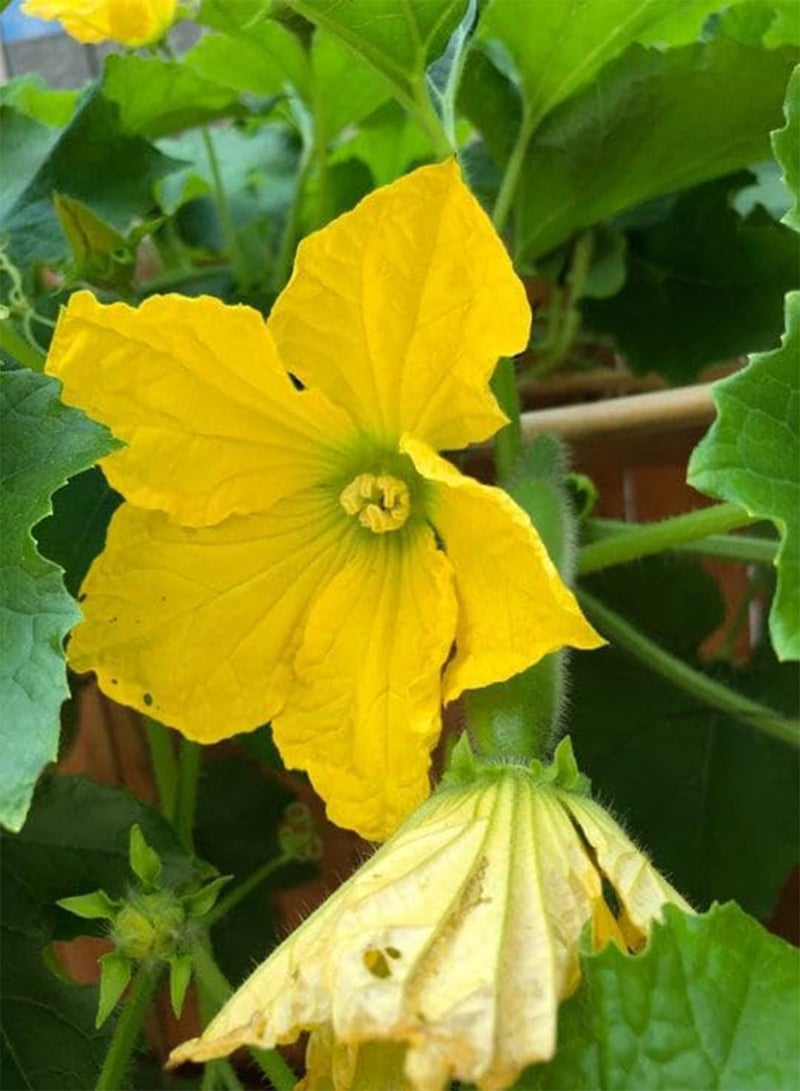 جي جوت بذور البطيخ الغامضة من فوزي ستار - عبوة تحتوي على أكثر من 60 قطعة - لعام 2024، بذور قرع الشعر الشمعي، تشي كوا مو جوا، بذور خضروات الرماد الشتوي - Image 5