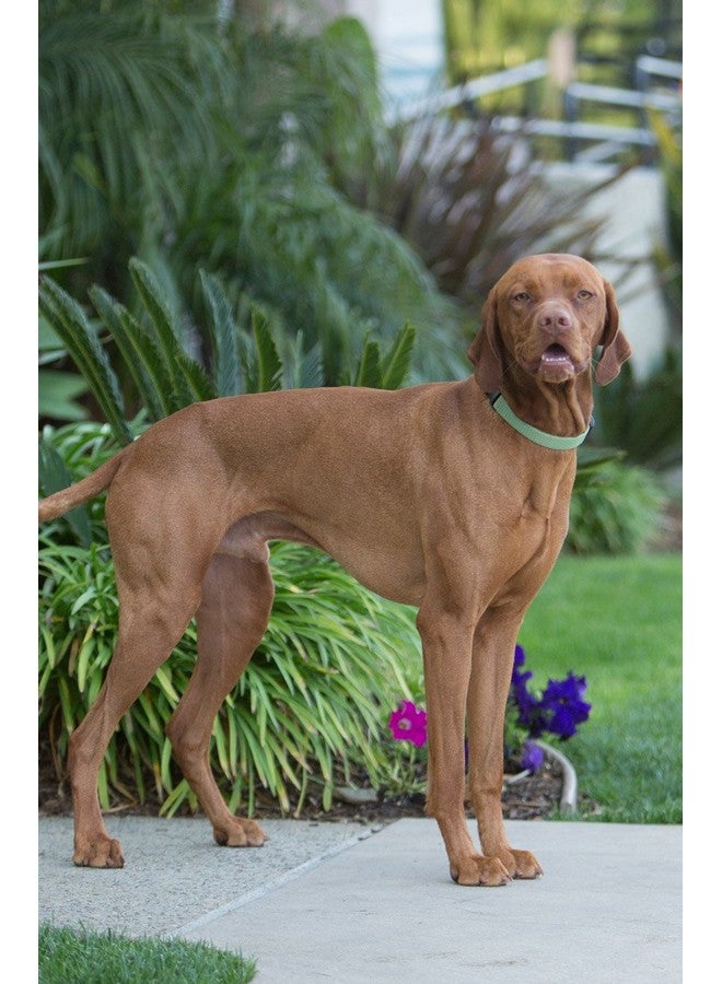 Lupine Eco by Lupine 1-Inch Recycled Fiber Collar, Adjustable for 12 to 20-Inch Medium to Large Dogs, Moss - Image 2