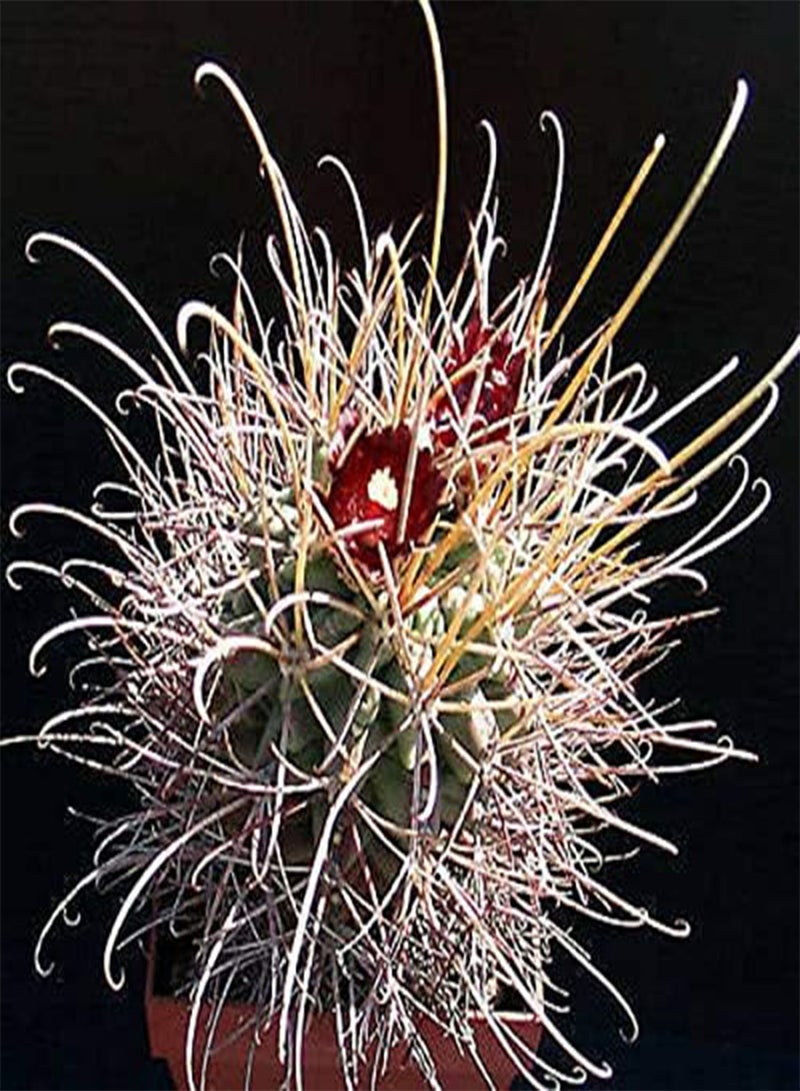 GGOOT Sclerocactus wrightii @ Rare Cacti Exotic Cactus Collection Agave Seed 50 Seeds
