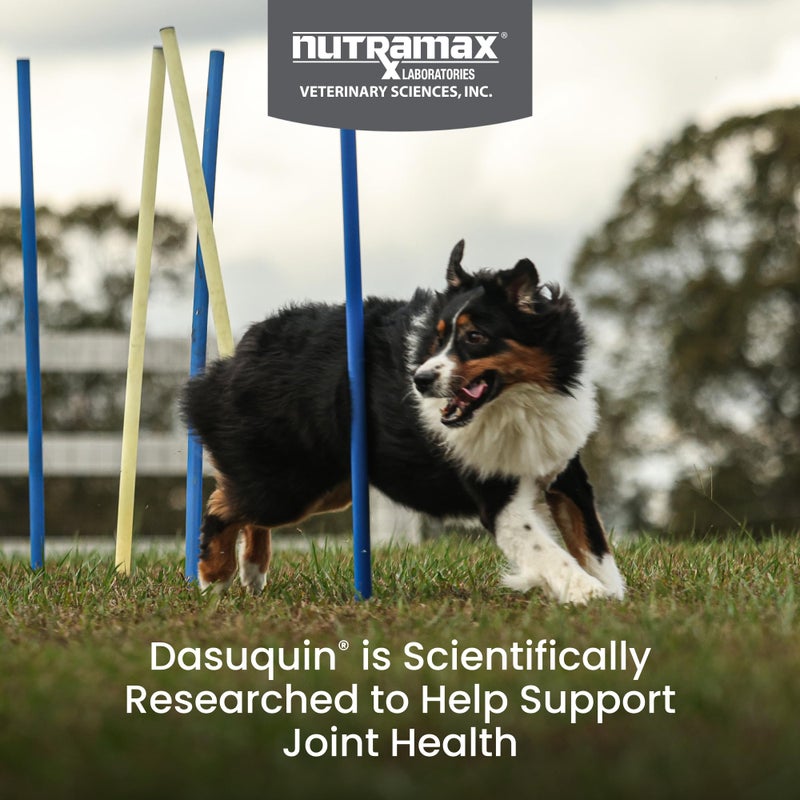 Nutramax Laboratories Nutramax Dasuquin for Large Dogs, Joint Health Supplement, Contains Glucosamine for Dogs, Plus Chondroitin, ASU, MSM and More, Supports Healthy Joints, Soft Chews, 150 Count - Image 2