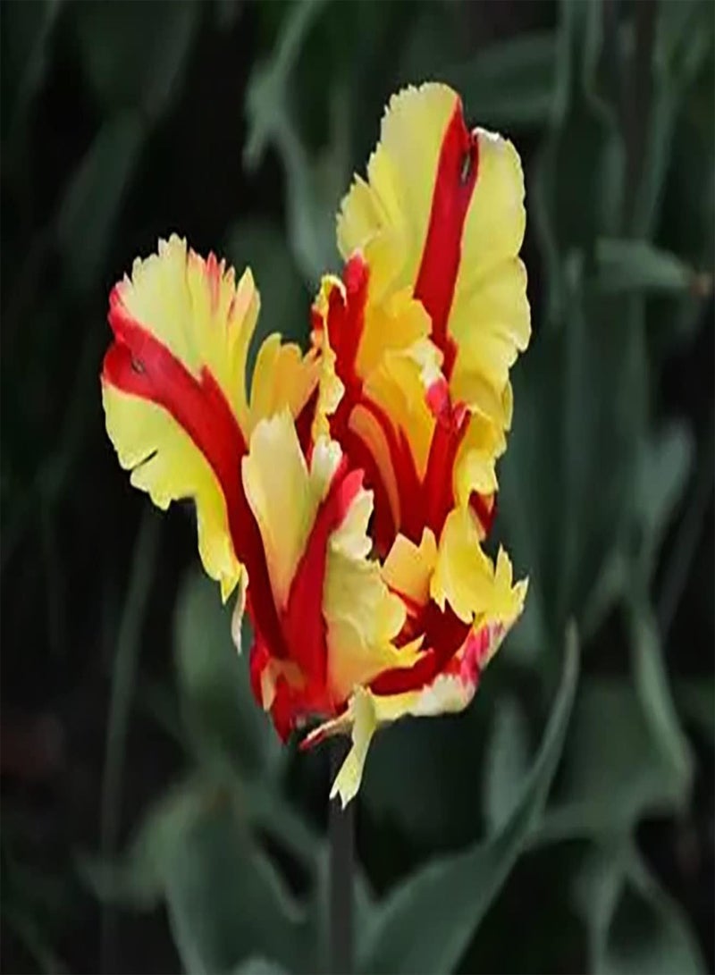 جي جوت 10 قطع من حدائق زهور التولبن الجميلة ذات الألوان الزاهية من نباتات ستارك في أفضل حالاتها مناسبة لحديقة الحيوانات الأليفة التي يحبها الإنسان - Image 3