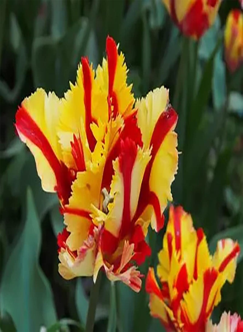 جي جوت 10 قطع من حدائق زهور التولبن الجميلة ذات الألوان الزاهية من نباتات ستارك في أفضل حالاتها مناسبة لحديقة الحيوانات الأليفة التي يحبها الإنسان - Image 2