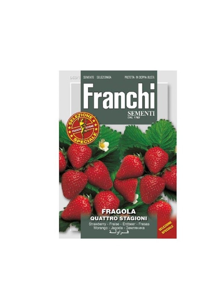 KNP FC Strawberry Fragola Quatro Stagioni Seeds