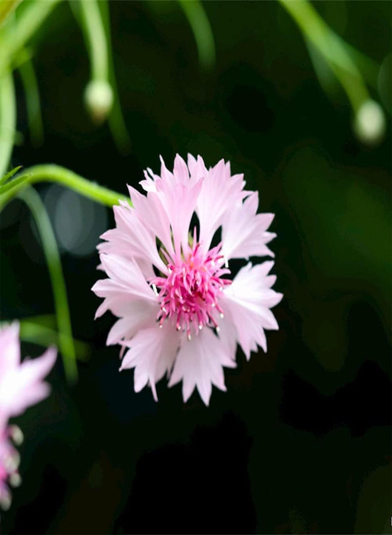 جي جوت 50 قطعة من بذور زهرة الذرة المختلطة، أزهار ملونة تتفتح في الحديقة وتشكل مشهدًا فريدًا للحديقة، زراعة سهلة، نمو سريع - Image 2