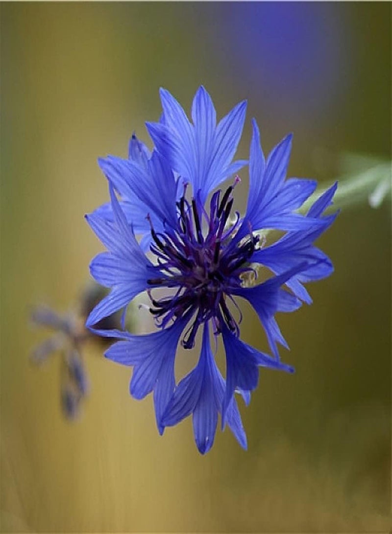 جي جوت 50 قطعة من بذور زهرة الذرة المختلطة، أزهار ملونة تتفتح في الحديقة وتشكل مشهدًا فريدًا للحديقة، زراعة سهلة، نمو سريع - Image 3