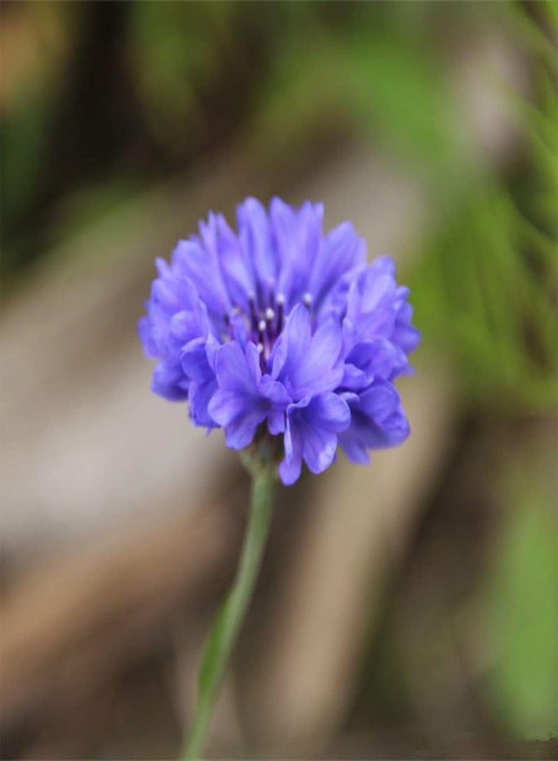 جي جوت 50 قطعة من بذور زهرة الذرة المختلطة، أزهار ملونة تتفتح في الحديقة وتشكل مشهدًا فريدًا للحديقة، زراعة سهلة، نمو سريع - Image 5