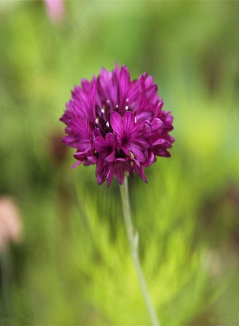 جي جوت 50 قطعة من بذور زهرة الذرة المختلطة، أزهار ملونة تتفتح في الحديقة وتشكل مشهدًا فريدًا للحديقة، زراعة سهلة، نمو سريع - Image 4