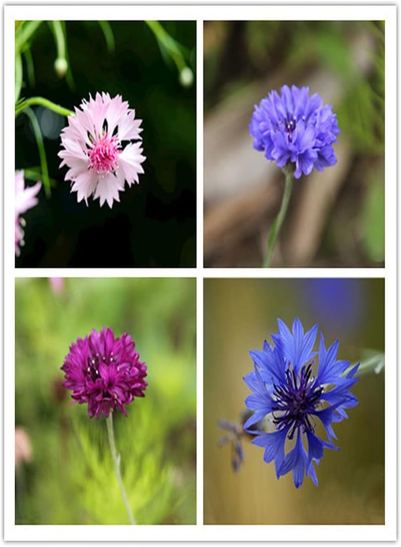 جي جوت 50 قطعة من بذور زهرة الذرة المختلطة، أزهار ملونة تتفتح في الحديقة وتشكل مشهدًا فريدًا للحديقة، زراعة سهلة، نمو سريع - Image 1