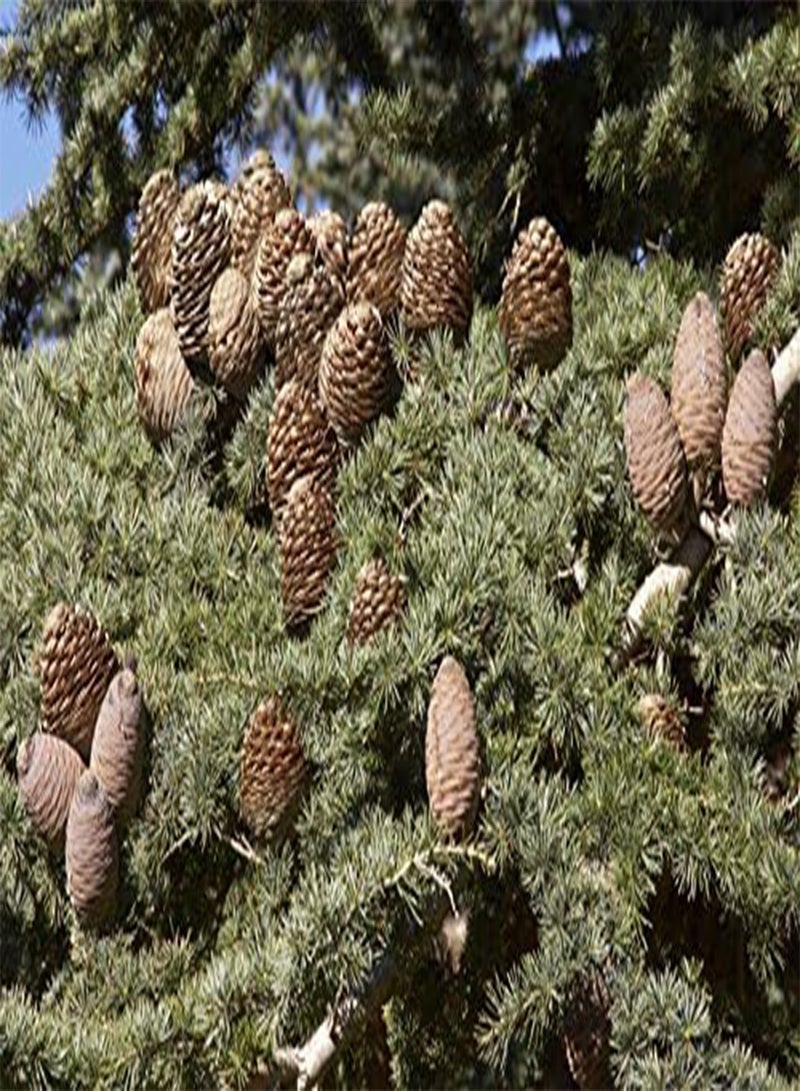 GGOOT seeds Cedrus libani (Cedar of Lebanon)   10 Seeds - Image 2