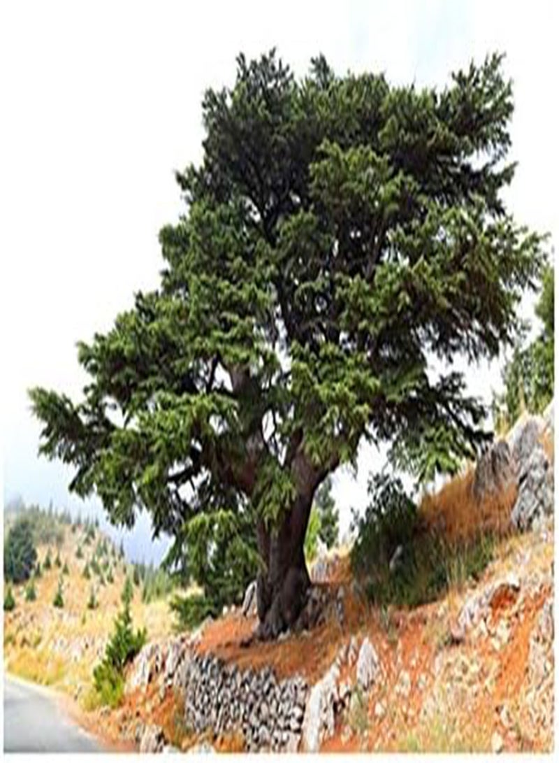 GGOOT seeds Cedrus libani (Cedar of Lebanon)   10 Seeds - Image 1