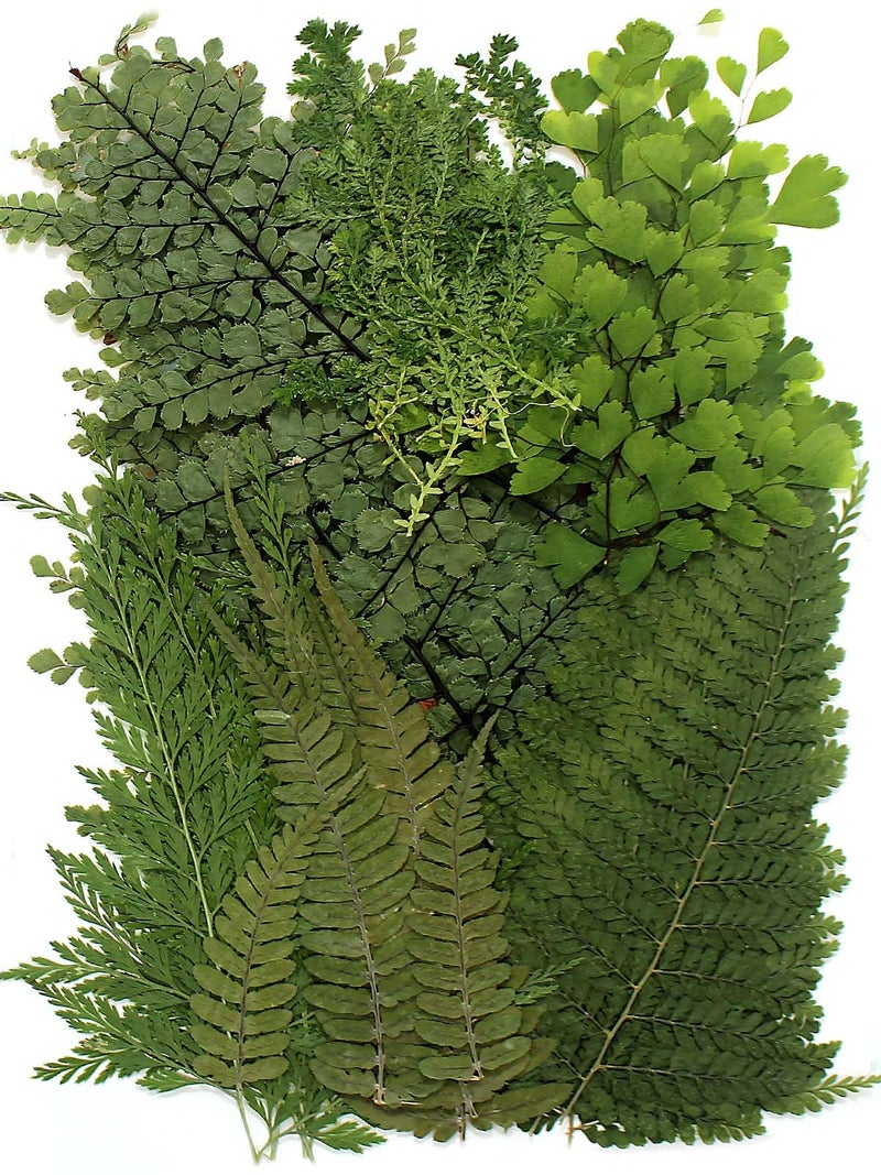 AHTONG 48 PCS Pressed Ferns Large Dried Pressed Leaves, Dried Flowers for Crafs, Resin Molds, Candle Making, Bookmarks(Fern) - Image 1