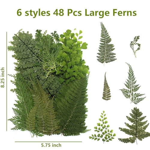 AHTONG 48 PCS Pressed Ferns Large Dried Pressed Leaves, Dried Flowers for Crafs, Resin Molds, Candle Making, Bookmarks(Fern) - Image 2