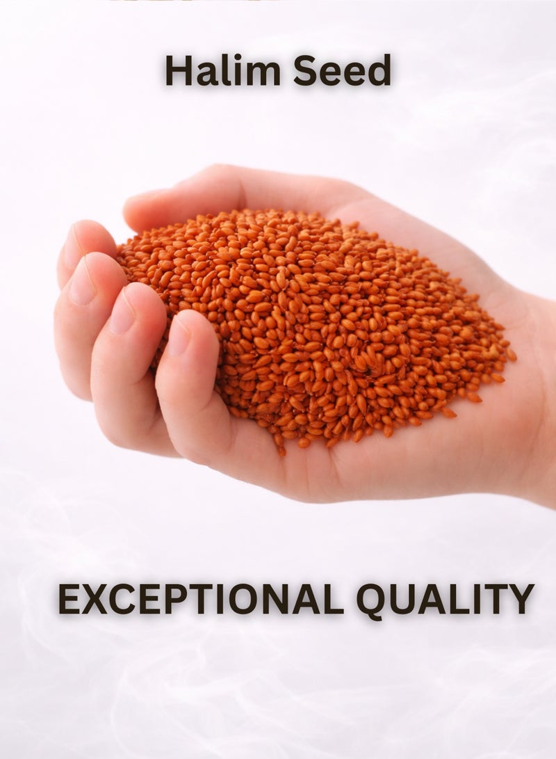 زهر بذور الحليم – بذور الرشاد الطبيعية 100% | بذور عشبية نباتية فاخرة للاستخدامات العشبية والبستنة - Image 3
