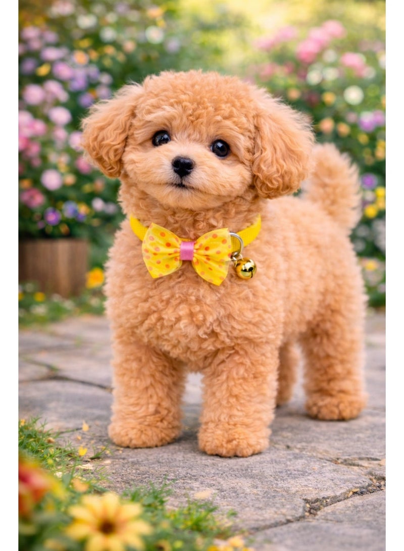 Petto Luxury Bow Tie Puppy Collar with Bell – Adjustable, Cute & Comfortable - Image 5